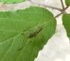 Phaneroptera sp.
